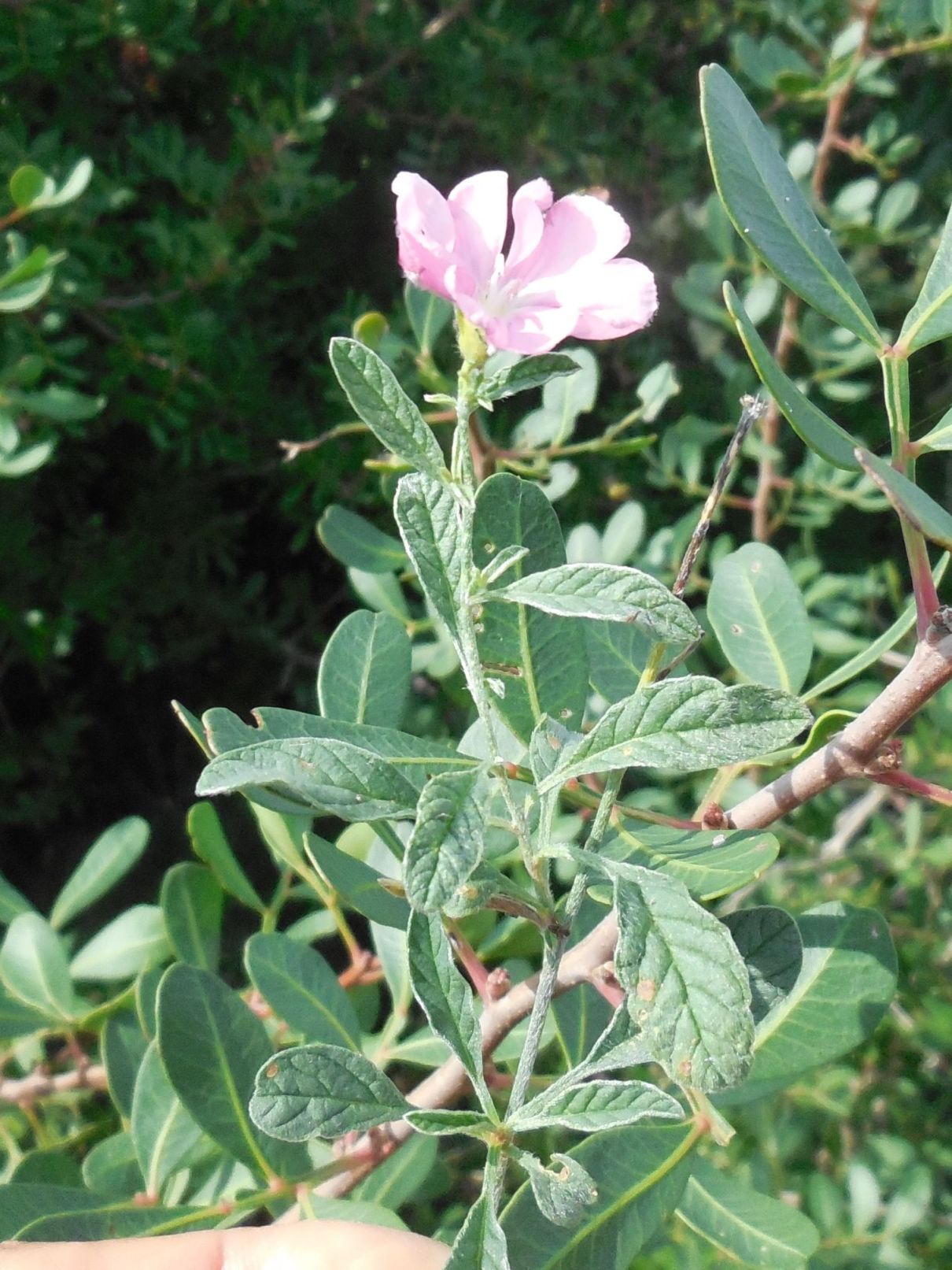 Pianta da determinare